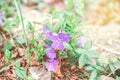 Beautiful purple violet flowers on flowerbed