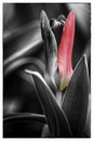 Beautiful macro red tulip with black and white background Royalty Free Stock Photo