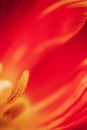 Beautiful Macro of a Red Tulip. Beautiful blurred vivid macro of red tulip pistil and stamens Extreme close-up nature