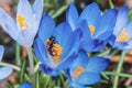 Beautiful macro shot of a bee on a blooming blue spring crocus Crocus vernus with visible orange pollen in bright Royalty Free Stock Photo