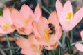 Beautiful macro shot of a bee on a blooming blue spring crocus Crocus vernus with visible orange pollen in bright Royalty Free Stock Photo