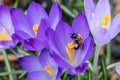 Beautiful macro shot of a bee on a blooming purple spring crocus Crocus vernus with visible orange pollen in bright Royalty Free Stock Photo