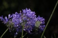 Beautiful macro shot of a butterfly sitting on a flower Royalty Free Stock Photo