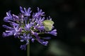Beautiful macro shot of a butterfly sitting on a flower Royalty Free Stock Photo