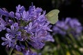 Beautiful macro shot of a butterfly sitting on a flower Royalty Free Stock Photo