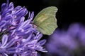 Beautiful macro shot of a butterfly sitting on a flower Royalty Free Stock Photo