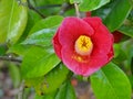 Close-up of the blossom of a Japanese camellia Royalty Free Stock Photo