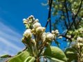 Beautiful macro shot of closed blossoms on a branch of pear tree, flowers with 5 white petals, numerous red anthers and yellow Royalty Free Stock Photo