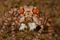 Beautiful macro shot of a crab lybia tessellata under the water