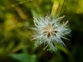 Beautiful macro shot of a dandelion flower