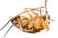 A dead upside down pest, vermin macro cockroach