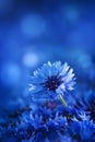Beautiful macro shot flower of cornflower against blue background