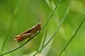 Beautiful macro shot of a grasshopper in the grass. Nature close up Royalty Free Stock Photo