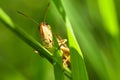 Beautiful macro shot of a grasshopper in the grass. Nature close up. Royalty Free Stock Photo