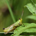 Beautiful macro shot of a grasshopper in the grass. Nature close up. Royalty Free Stock Photo