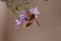 Macro shot of a honey bee nourishing pollinating a on purple flower Royalty Free Stock Photo