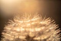 Beautiful macro shot of the petals of a dandelion under sunlight on a blurred background