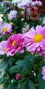 Beautiful macro shot pink chrysanthemum colorful