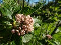 Beautiful macro shot of pink and white blossoms of shrub Sorbus x hostii. Cymose corymbs flowers in dense rounded clusters