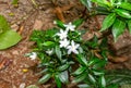 Macro shot of pinwheel flower or crape jasmine flowers in a garden Royalty Free Stock Photo