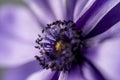 Beautiful macro shot of a purple anemone flower. Extreme close up macro photography. Beautiful nature background Royalty Free Stock Photo