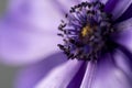 Beautiful macro shot of a purple anemone flower. Extreme close up macro photography. Beautiful nature background Royalty Free Stock Photo