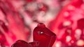 Super red Macro shot of red shiny pomegranate