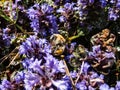 Beautiful macro shot of a shrill carder bee or knapweed carder-bee Bombus sylvarum among pyramidal bugle Ajuga pyramidalis `