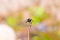 A Beautiful macro shot of a small dragonfly on a tree branch with a blurred background