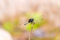 A Beautiful macro shot of a small dragonfly on a tree branch with a blurred background