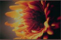 Beautiful macro shot of a sunflower. Generative ai illustration Royalty Free Stock Photo