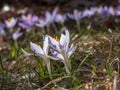 Beautiful macro shot of violet spring crocus in bloom in bright sunlight with visible orange pollen in early spring Royalty Free Stock Photo