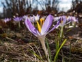 Beautiful macro shot of violet spring crocus in bloom in bright sunlight with visible orange pollen in early spring Royalty Free Stock Photo