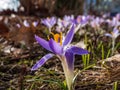 Beautiful macro shot of violet spring crocus in bloom in bright sunlight with visible orange pollen in early spring Royalty Free Stock Photo