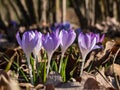 Beautiful shot of violet spring crocuses (Crocus vernus) flowering with visible orange pollen in sunlight