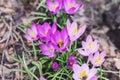 Beautiful macro shot of violet spring crocuses Crocus vernus flowering with visible orange pollen in bright sunlight in Royalty Free Stock Photo