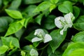 Beautiful macro shot of white bougainvillea flowers in garden. morning concept Royalty Free Stock Photo