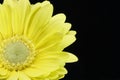 Beautiful macro shot of a yellow daisy Royalty Free Stock Photo