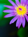 Beautiful macro shot of yellow purple and pink lotus closeup with blur lotus leaves background and dark border Royalty Free Stock Photo