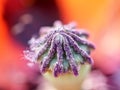 Beautiful macro of a single red isolated poppy flower Royalty Free Stock Photo