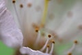 Beautiful macro spring white cherry tree flower pistils as abstract background Royalty Free Stock Photo