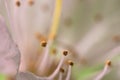 Beautiful macro spring white cherry tree flower pistils as abstract background Royalty Free Stock Photo