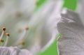 Beautiful macro spring white cherry tree flower pistils as abstract background Royalty Free Stock Photo