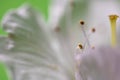 Beautiful macro spring white cherry tree flower pistils as abstract background Royalty Free Stock Photo