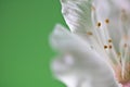 Beautiful macro spring white cherry tree flower pistils as abstract background Royalty Free Stock Photo