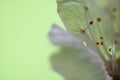 Beautiful macro spring white cherry tree flower pistils as abstract background Royalty Free Stock Photo