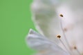 Beautiful macro spring white cherry tree flower pistils as abstract background with copy space Royalty Free Stock Photo