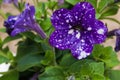 Beautiful macro of surfinia or petunia night sky