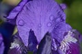 Beautiful macro view of blue Iris flower super hydrophobic petals with morning dew and shadows, Dublin, Ireland Royalty Free Stock Photo