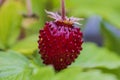 Beautiful macro view of bush with red garden strawberries Royalty Free Stock Photo